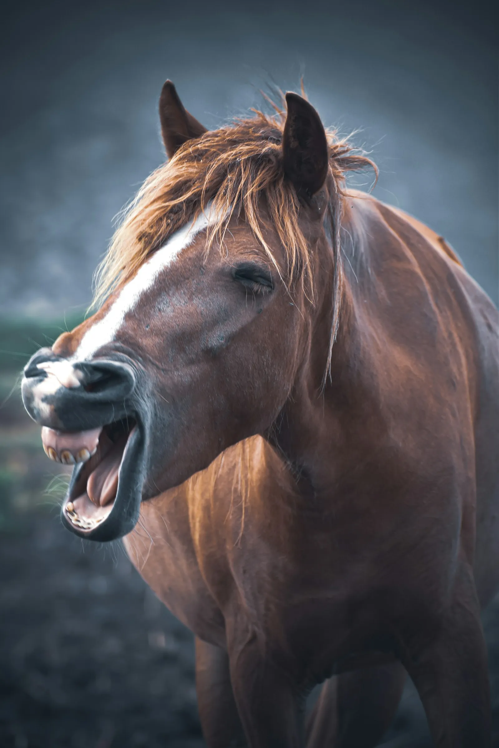 Kůň s otevřenou tlamou ukazuje zuby