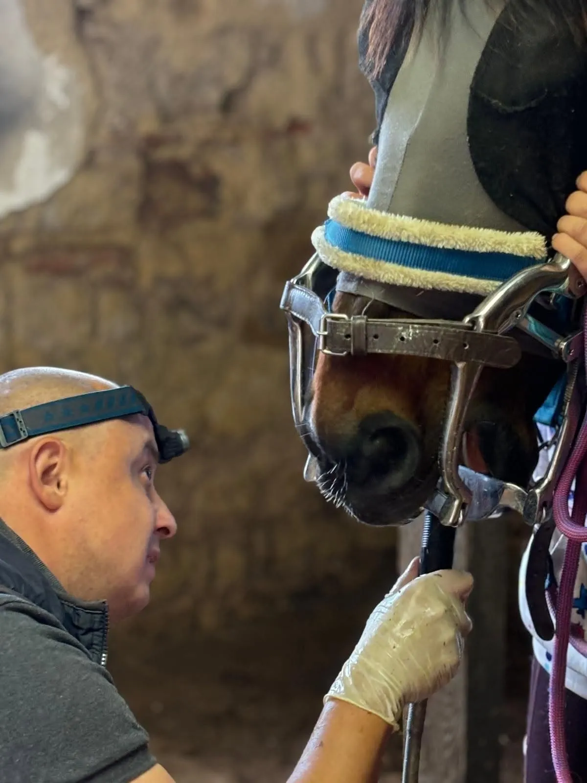 Veterinář vyšetřuje zuby koně se zubním rozvěračem